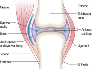 Bone Joint