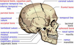 Head & Face