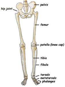 Lower Limb