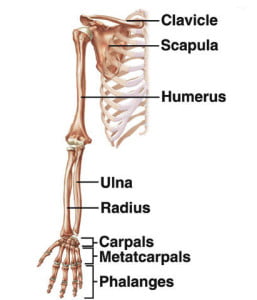 Upper Extremity