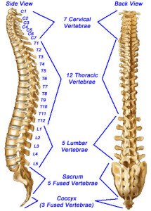 Vertebral Column