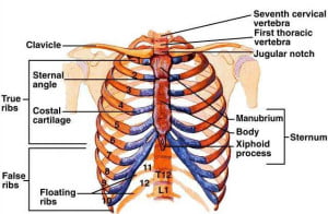 thorax