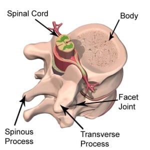 vertebra_labelled