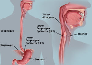 Esophagus