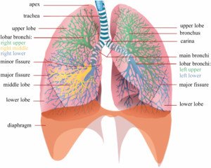 Lung 2