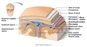 Meninges2