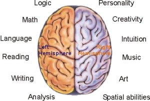 brain_hemisphere