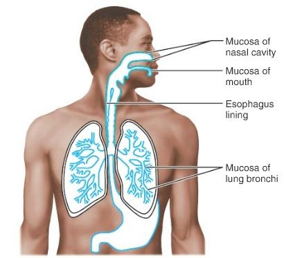 শ্লেষ্মা (Mucus)