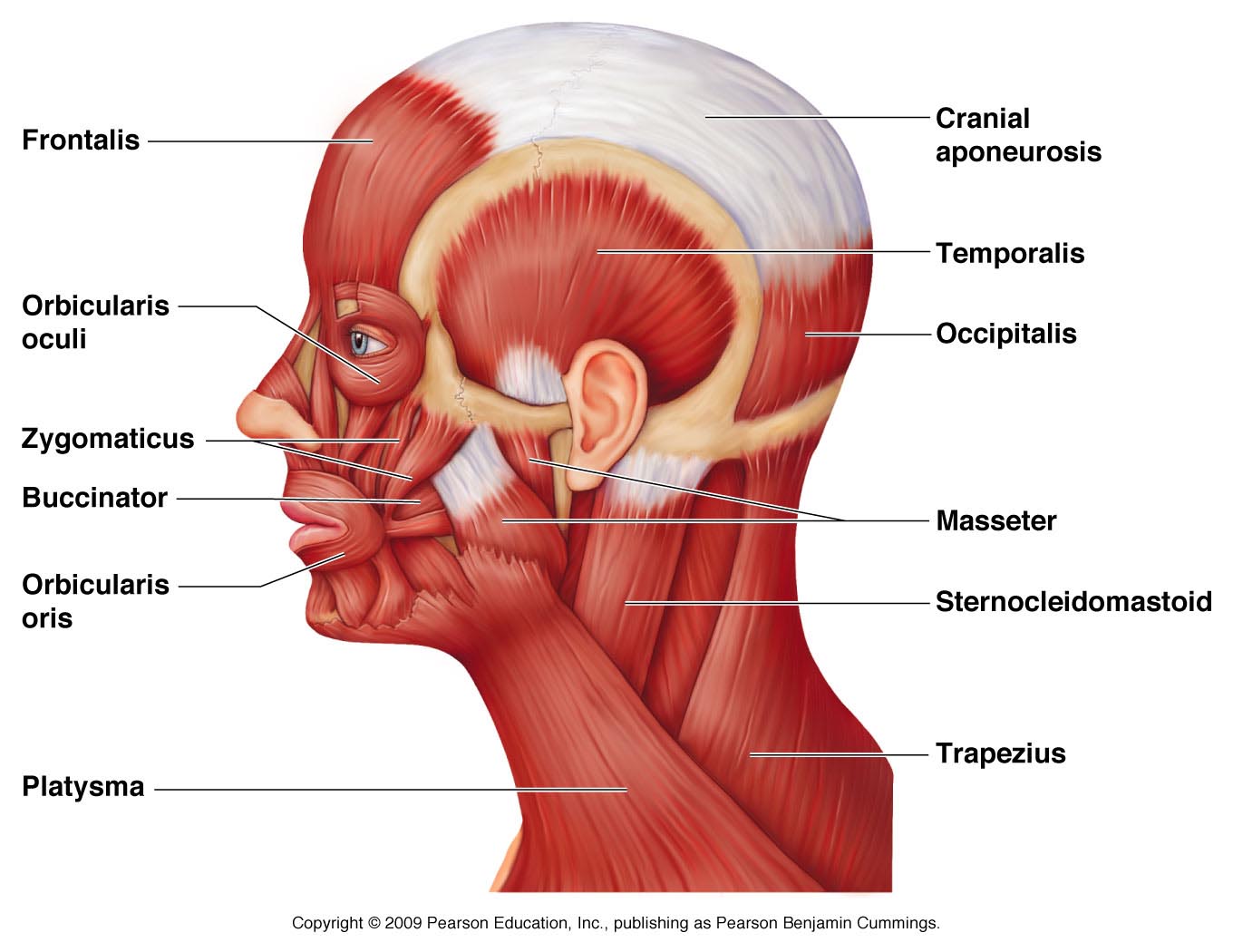 হেড-নেক (Head-Neck )