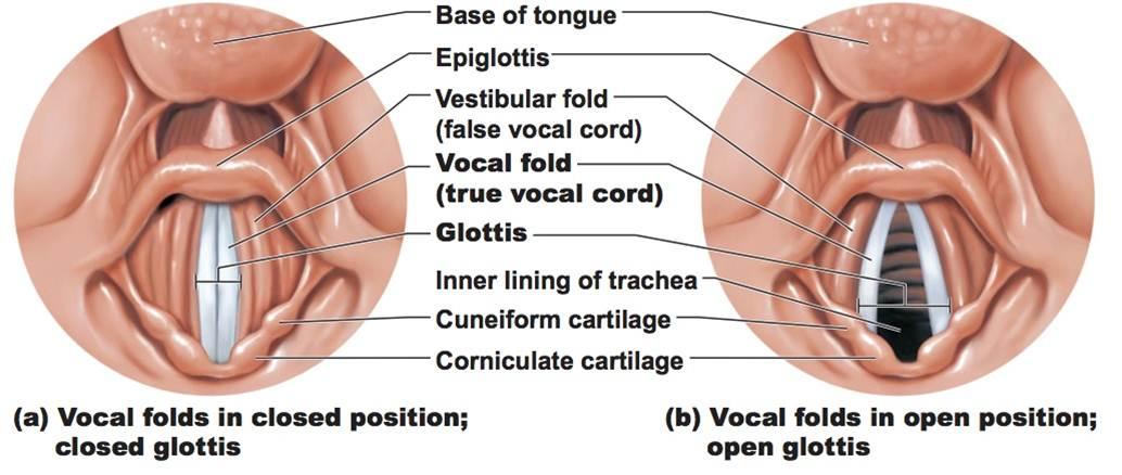 ল্যারিংক্স (Larynx)