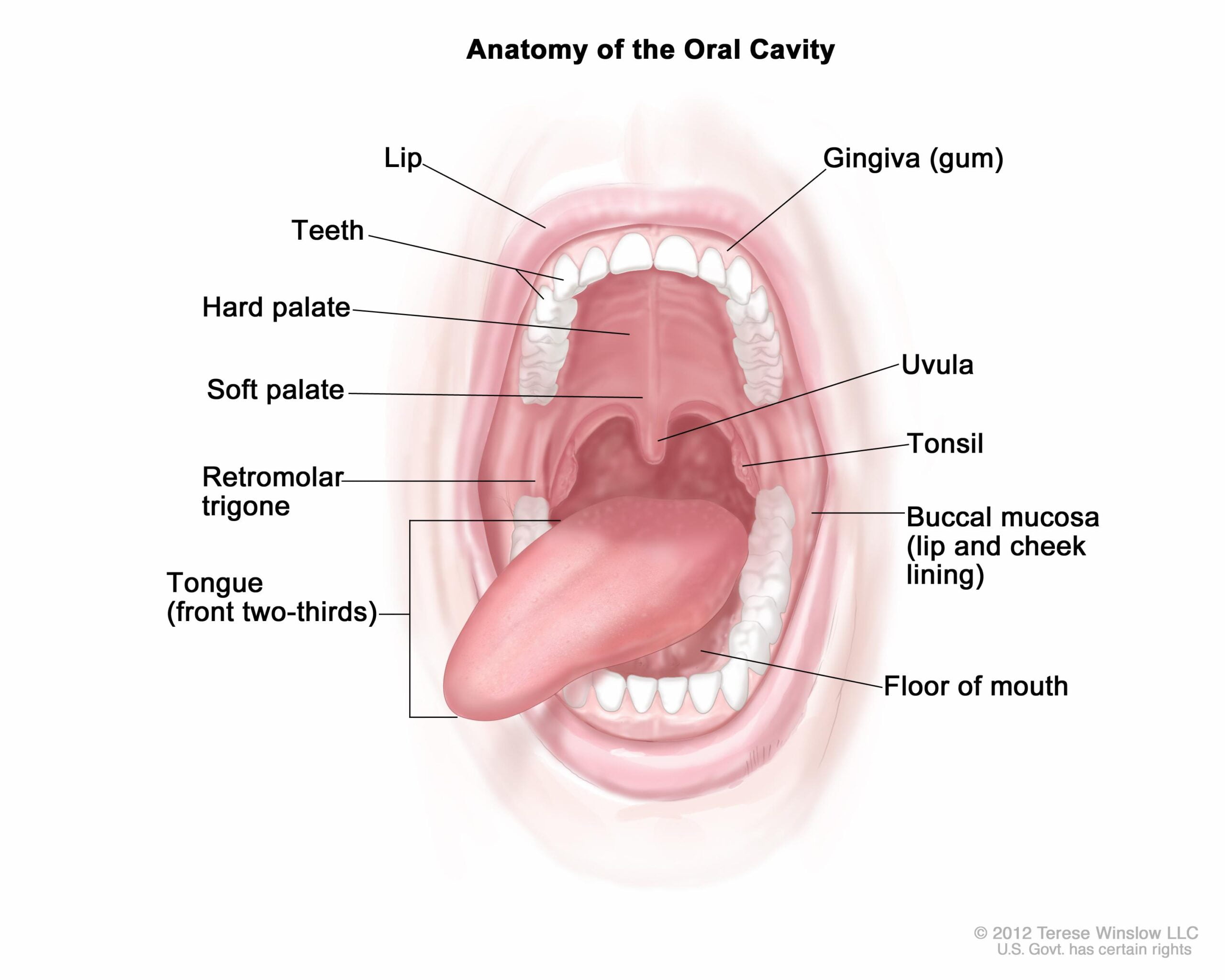 মুখ ও মুখ গহ্বর (Mouth & Mouth cavity)