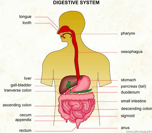 পরিপাকতন্ত্র (Digestive System)