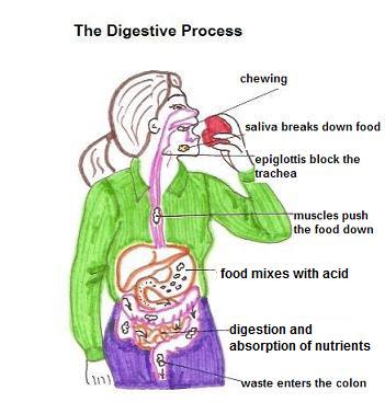 হজম প্রক্রিয়া (The Digestive Process)