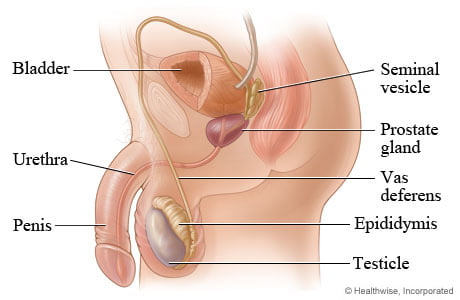 পুং প্রজননতন্ত্র (Male Reproductive System)