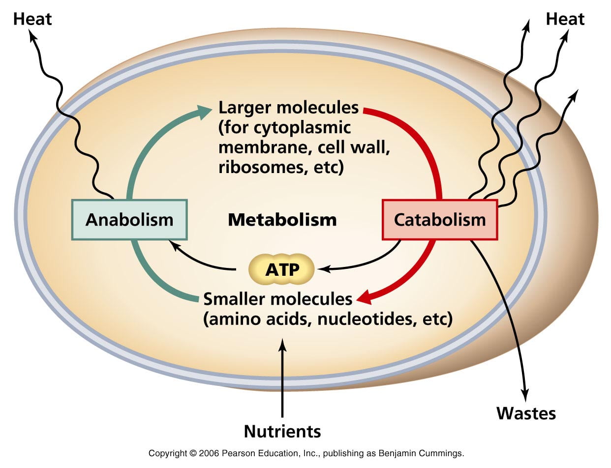 বিপাক ক্রিয়া বা মেটাবোলিজম (Metabolism)