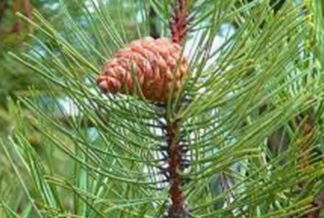 Abies Nigra [Abies-n] এবিস নিগ্রা