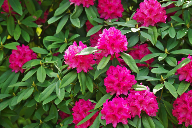 RHODODENDRON - রোডোডেন্ড্রন