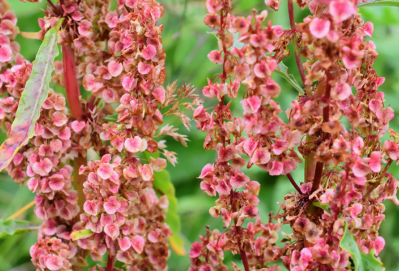 Rumex Crispus - রিউমেক্স ক্রিস্পাস