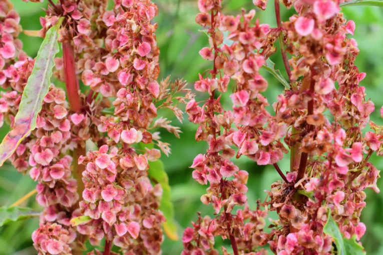 Rumex Crispus - রিউমেক্স ক্রিস্পাস